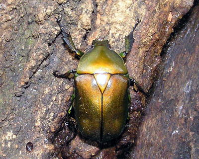 観音崎の昆虫コウチュウの仲間 コガネムシの仲間 コ ウ チ ュ ウ 目 コガネムシ科 カブトムシ亜科 カブトムシ コフキコガネ亜科 クロコガネ コフキコガネ ナガチャコガネ ビロウドコガネ スジコガネ亜科 アオドウガネ セマダラコガネ マメコガネ