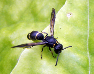 観音崎の昆虫ハチの仲間 ハチ目 アナバチ科 キンモウアナバチ クロアナバチ サトジガバチ ルリジガバチ ケラトリバチ科 リュウキュウコオロギバチ コシブトハナバチ科 クマバチ スジボソコシブトハナバチ ニッポンヒゲナガハナバチ ルリモンハナバチ