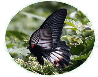 尾状突起 ナガサキアゲハの特徴はモンキアゲハ