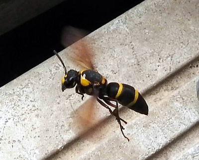 観音崎の昆虫ハチの仲間 ハチ目 アナバチ科 キンモウアナバチ クロアナバチ サトジガバチ ルリジガバチ ケラトリバチ科 リュウキュウコオロギバチ コシブトハナバチ科 クマバチ スジボソコシブトハナバチ ニッポンヒゲナガハナバチ ルリモンハナバチ