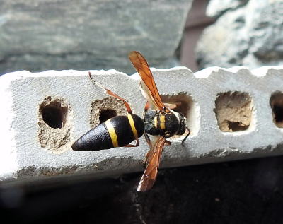 観音崎の昆虫ハチの仲間 ハチ目 アナバチ科 キンモウアナバチ クロアナバチ サトジガバチ ルリジガバチ ケラトリバチ科 リュウキュウコオロギバチ コシブトハナバチ科 クマバチ スジボソコシブトハナバチ ニッポンヒゲナガハナバチ ルリモンハナバチ