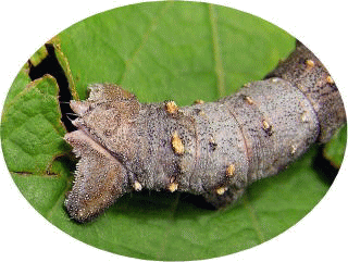 トビモンオオエダシャク幼虫